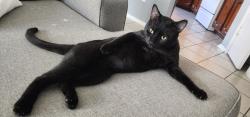 Lost Male Cat last seen Gleneagle Conroe Tx, Conroe, TX 77385