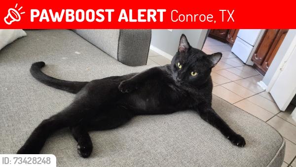 Lost Male Cat last seen Gleneagle Conroe Tx, Conroe, TX 77385