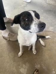 Found/Stray Female Dog last seen W birch St, Rogers, AR 72756