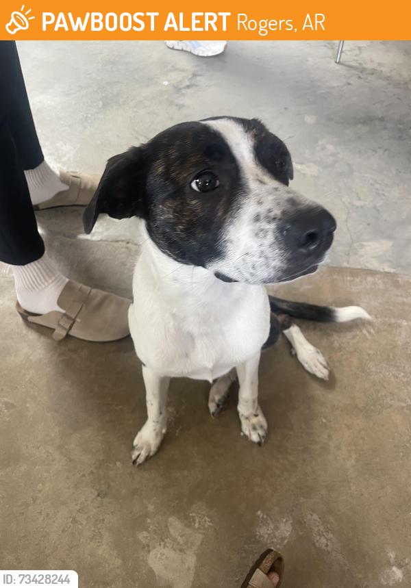 Found/Stray Female Dog last seen W birch St, Rogers, AR 72756
