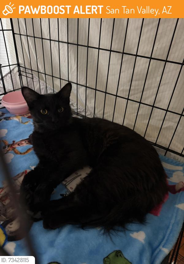 Found/Stray Unknown Cat last seen Gary & charbray, San Tan Valley, AZ 85143