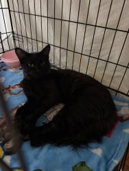 Found/Stray Unknown Cat last seen Gary & charbray, San Tan Valley, AZ 85143