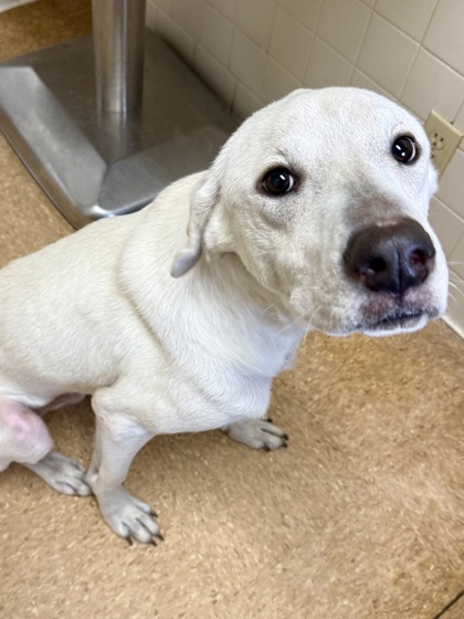 Shelter Stray Male Dog last seen Near Thicket Palm, Within Coalition, TX, 11300 Nacogdoches Rd, San Antonio, TX 78217, USA