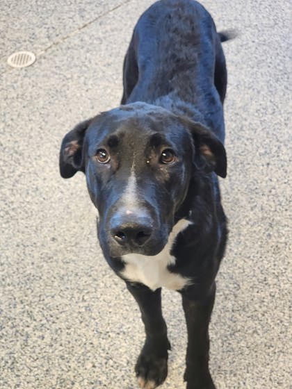 Shelter Stray Male Dog last seen Animal Shelter, PICKENS COUNTY, SC, 193 County Farm Rd, Pickens, SC 29671, USA