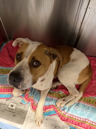 Shelter Stray Male Dog last seen Near Stone Mountain Hwy, Stone Mountain, GA 30087, 30087, GA, 3280 Chamblee Dunwoody Rd, Chamblee, GA 30341, USA