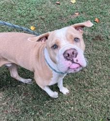 Shelter Stray Male Dog last seen , , GA, 3280 Chamblee Dunwoody Rd, Chamblee, GA 30341, USA