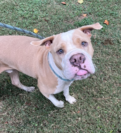 Shelter Stray Male Dog last seen , , GA, 3280 Chamblee Dunwoody Rd, Chamblee, GA 30341, USA