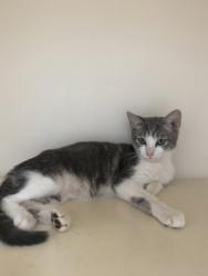 Shelter Stray Female Cat last seen Near Lehaven Dr, 30084, GA, 3280 Chamblee Dunwoody Rd, Chamblee, GA 30341, USA