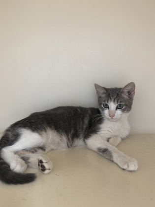 Shelter Stray Female Cat last seen Near Lehaven Dr, 30084, GA, 3280 Chamblee Dunwoody Rd, Chamblee, GA 30341, USA