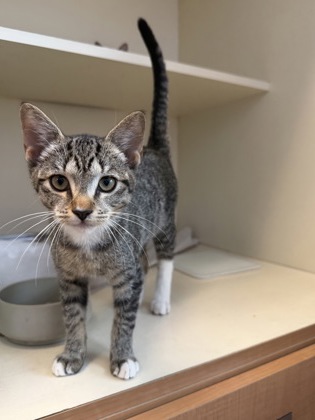 Shelter Stray Female Cat last seen Near Lehaven Dr, 30084, GA, 3280 Chamblee Dunwoody Rd, Chamblee, GA 30341, USA