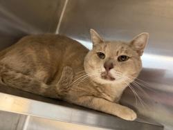 Shelter Stray Male Cat last seen Near Tanger Court Decatur, 30032, 30032, GA, 3280 Chamblee Dunwoody Rd, Chamblee, GA 30341, USA