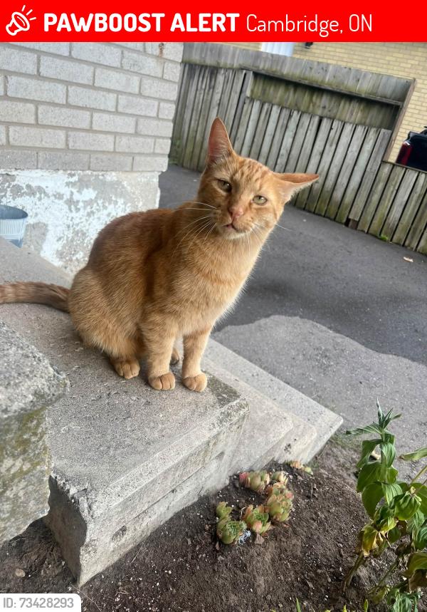 Lost Male Cat last seen Clemens Ave and Scott Road, Cambridge, ON 