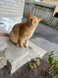 Lost Male Cat last seen Clemens Ave and Scott Road, Cambridge, ON 