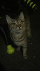 Found/Stray Female Cat last seen Roosevelt Blvd, Philadelphia, PA 19152