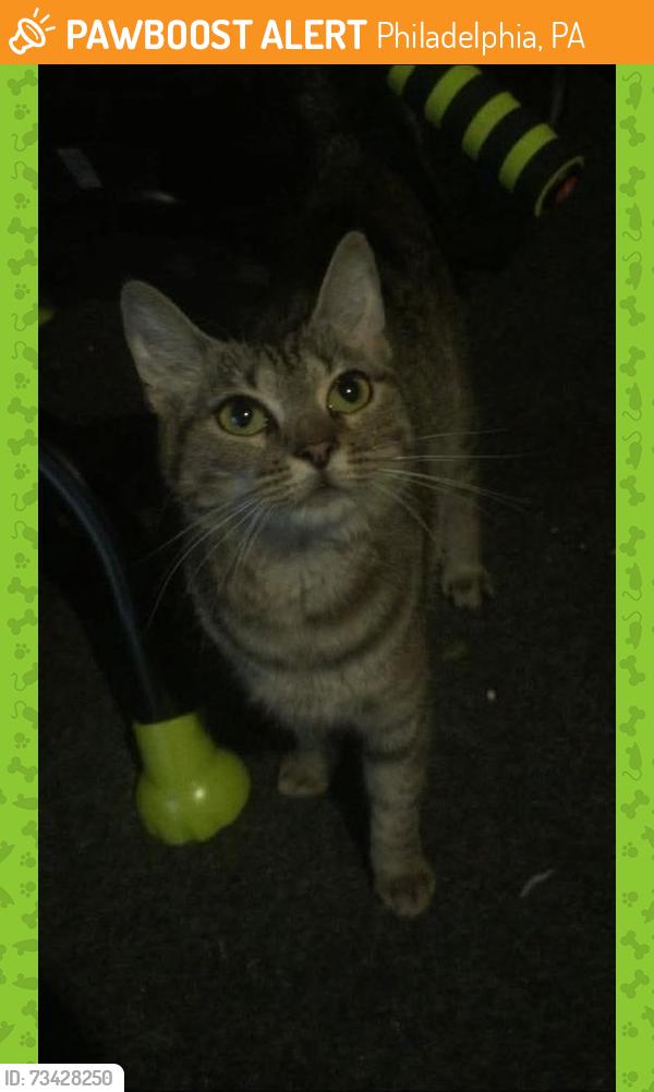 Found/Stray Female Cat last seen Roosevelt Blvd, Philadelphia, PA 19152