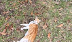 Lost Male Cat last seen Tedford St, Eustis FL, Eustis, FL 32726