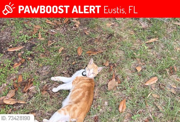 Lost Male Cat last seen Tedford St, Eustis FL, Eustis, FL 32726