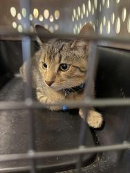 Lost Male Cat last seen Solon Cleveland Clinic, Solon, OH 44139