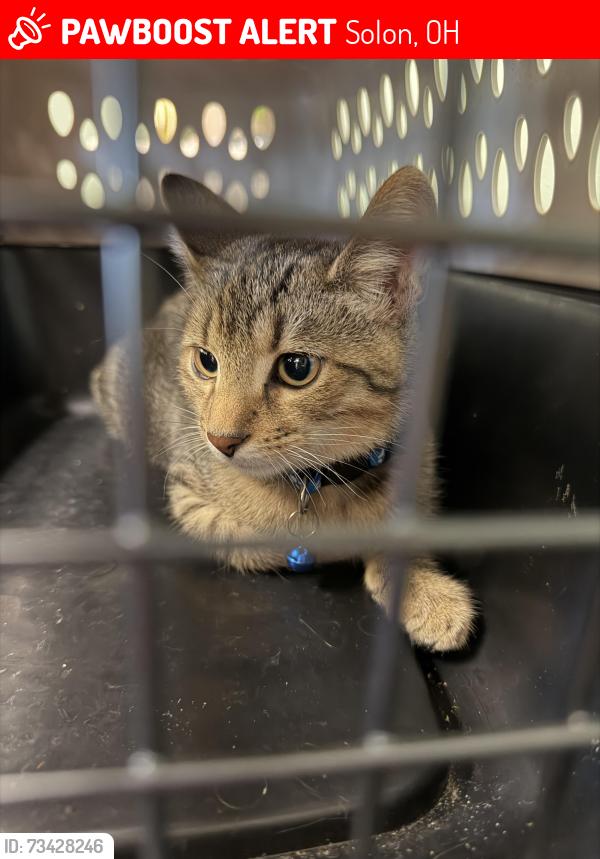 Lost Male Cat last seen Solon Cleveland Clinic, Solon, OH 44139