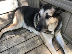 Reunited Male Dog last seen Pickett’s Mill Subdivision, Paulding County, GA 30101