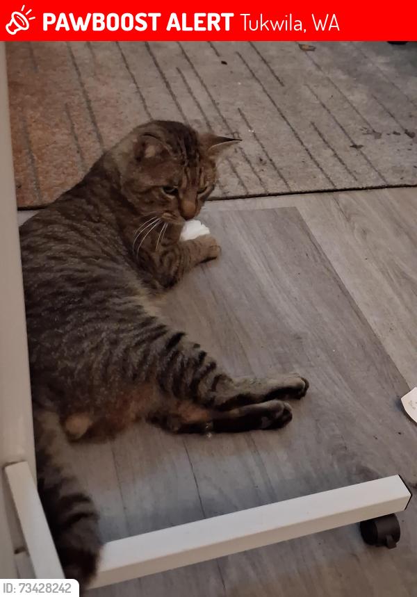Lost Male Cat last seen ISH Interurban Suites Hotels who is the water fountain and coffee shop out front, Tukwila, WA 98188