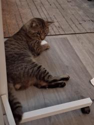 Lost Male Cat last seen ISH Interurban Suites Hotels who is the water fountain and coffee shop out front, Tukwila, WA 98188