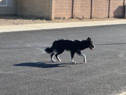 Found/Stray Unknown Dog last seen Near AND MCdowell, Avondale, AZ 85392