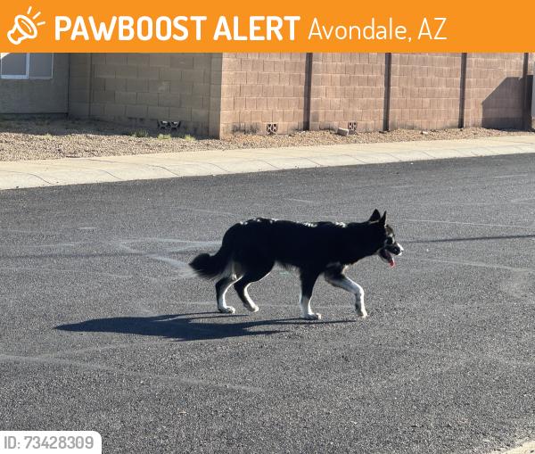 Found/Stray Unknown Dog last seen Near AND MCdowell, Avondale, AZ 85392