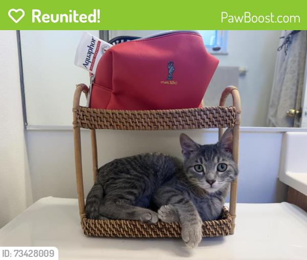 Reunited Female Cat last seen Shore Acres, St. Petersburg, FL 33703