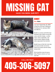 Lost Male Cat last seen E Robinson St & Bryant Cir, between 36th and 48th, Norman, OK 73026
