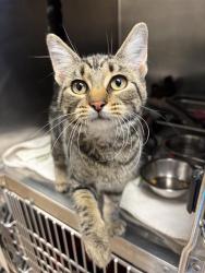 Shelter Stray Female Cat last seen N, GREAT FALLS, MT, 59401, 1010 25th Ave NE, Great Falls, MT 59404, USA