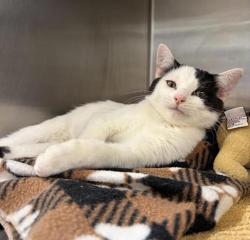 Shelter Stray Male Cat last seen Near 6th Avenue N, GREAT FALLS, MT, 59401, 1010 25th Ave NE, Great Falls, MT 59404, USA