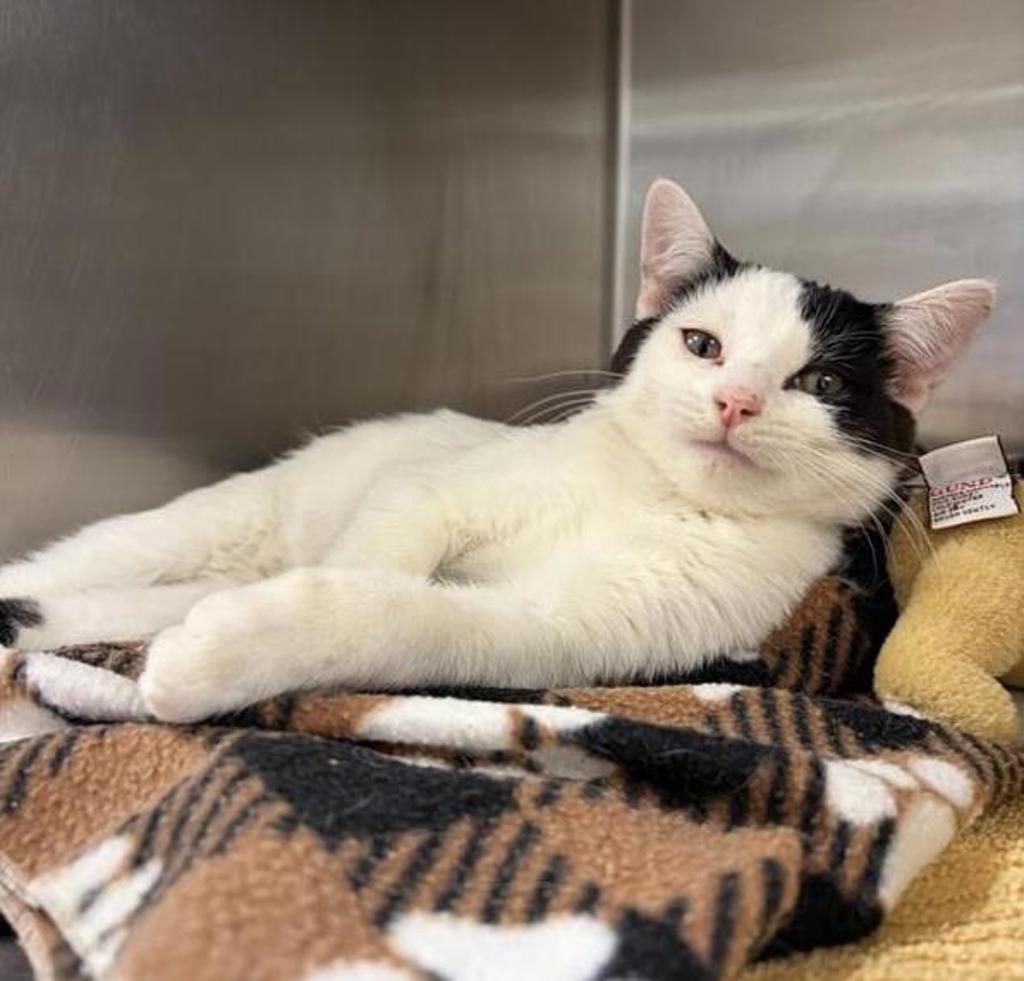 Shelter Stray Male Cat last seen Near 6th Avenue N, GREAT FALLS, MT, 59401, 1010 25th Ave NE, Great Falls, MT 59404, USA