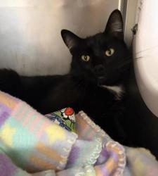Shelter Stray Male Cat last seen Near 6th Avenue N, GREAT FALLS, MT, 59401, 1010 25th Ave NE, Great Falls, MT 59404, USA