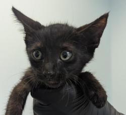 Shelter Stray Male Cat last seen Near Saturn Boulevard, San Diego, CA, 92154, 5500 Gaines St, San Diego, CA 92110, USA