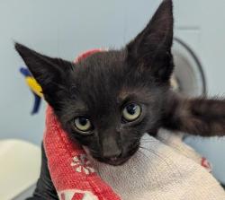 Shelter Stray Female Cat last seen Near Saturn Boulevard, San Diego, CA, 92154, 5500 Gaines St, San Diego, CA 92110, USA