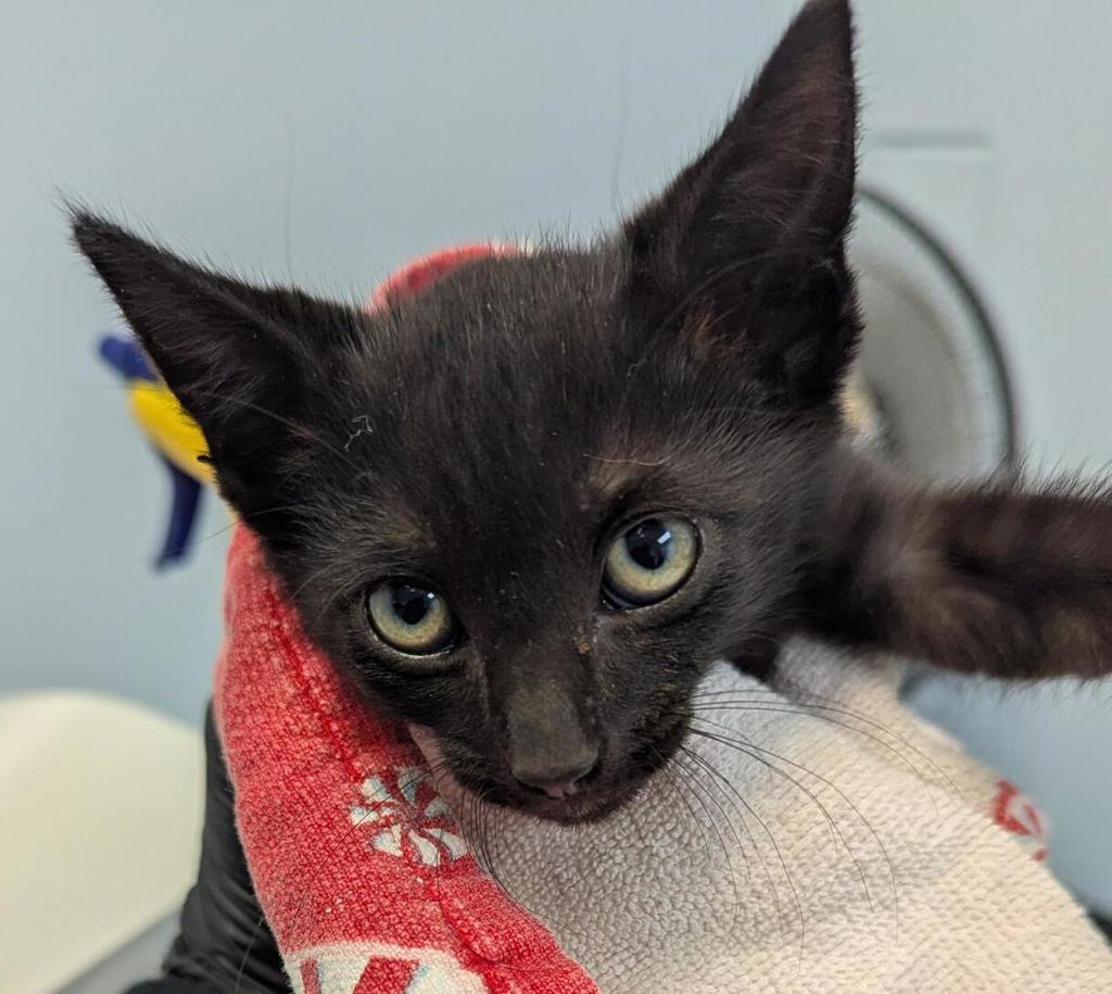 Shelter Stray Female Cat last seen Near Saturn Boulevard, San Diego, CA, 92154, 5500 Gaines St, San Diego, CA 92110, USA