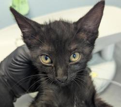 Shelter Stray Female Cat last seen Near Saturn Boulevard, San Diego, CA, 92154, 5500 Gaines St, San Diego, CA 92110, USA