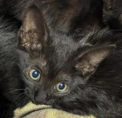 Shelter Stray Female Cat last seen Near Saturn Boulevard, San Diego, CA, 92154, 5500 Gaines St, San Diego, CA 92110, USA