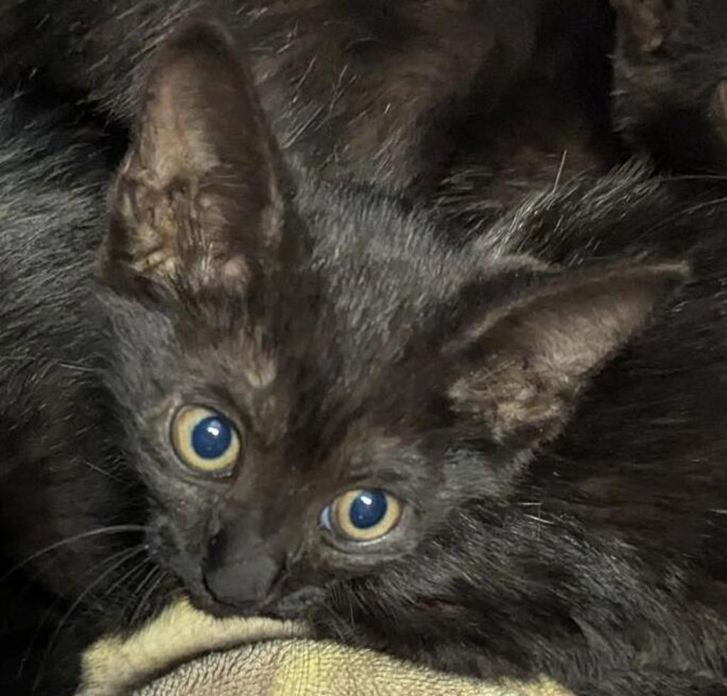 Shelter Stray Female Cat last seen Near Saturn Boulevard, San Diego, CA, 92154, 5500 Gaines St, San Diego, CA 92110, USA