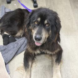 Shelter Stray Male Dog last seen Cypress Avenue, Imperial Beach, CA, 91932, 5500 Gaines St, San Diego, CA 92110, USA