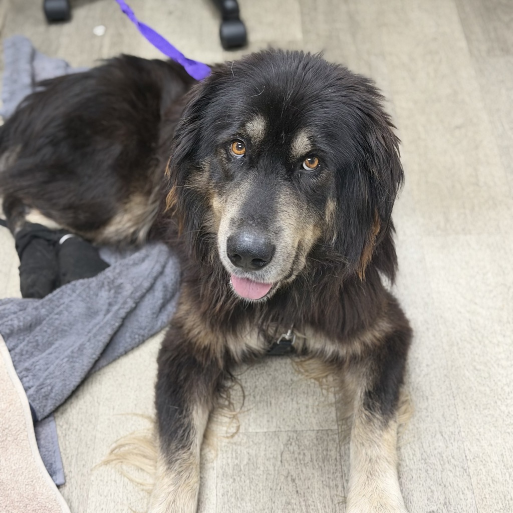 Shelter Stray Male Dog last seen Cypress Avenue, Imperial Beach, CA, 91932, 5500 Gaines St, San Diego, CA 92110, USA
