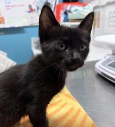 Shelter Stray Male Cat last seen Near E Grand Ave, Escondido, CA, 92027, Escondido, CA 92027, USA