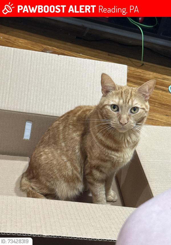 Lost Female Cat last seen Carsonia ave, Reading, PA 19606