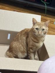 Lost Female Cat last seen Carsonia ave, Reading, PA 19606