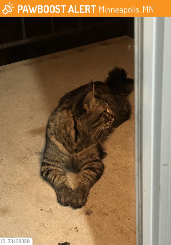 Found/Stray Male Cat last seen Bloomimgton Ferry Road and W 98th St, Cavell Avenue, Minneapolis, MN 55438