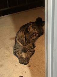 Found/Stray Male Cat last seen Bloomimgton Ferry Road and W 98th St, Cavell Avenue, Minneapolis, MN 55438