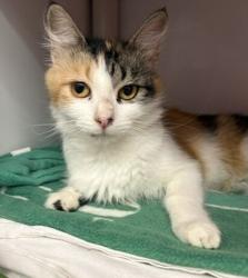 Shelter Stray Female Cat last seen Near Swift, San Diego, CA, 92104, 5500 Gaines St, San Diego, CA 92110, USA