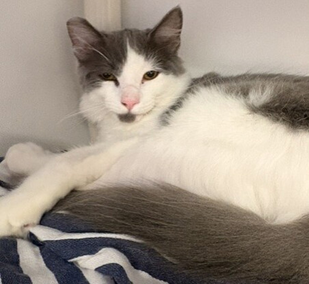 Shelter Stray Male Cat last seen Near Skyline Drive, San Diego, CA, 92114, 5500 Gaines St, San Diego, CA 92110, USA