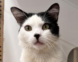 Shelter Stray Male Cat last seen Near Commercial Street, San Diego, CA, 92113, 5500 Gaines St, San Diego, CA 92110, USA